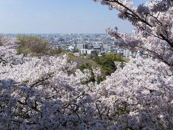 今年の桜前線の到来が目前に！都心からもアクセス良好・圧巻の桜が楽しめる川崎市多摩区の桜の名所