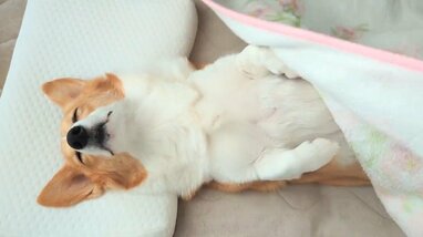 まだ眠いよ～」朝に弱いコーギーが起こされた瞬間の姿が話題！うつろな