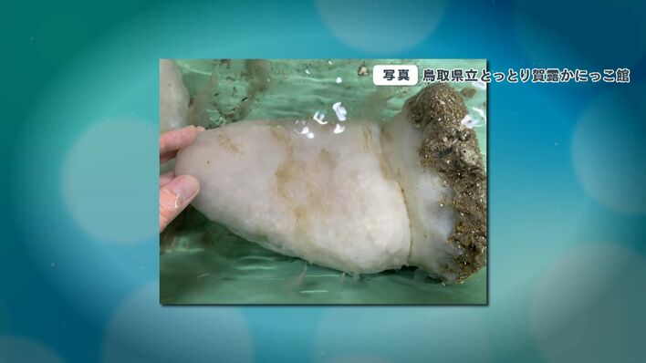 【教えて！】海の底でとれた大人の人の手よりも大きな白い「ナゾの生物」この正体は？