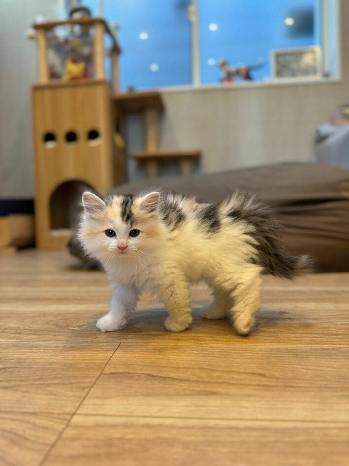 雪猫.ページ hqdefault.jpg