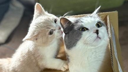 兄猫”の尻尾に夢中な子猫が「ずっと見てられる」と反響！体が大きな