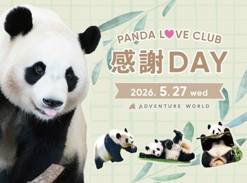 ～離れていても、こころはひとつ。飼育の舞台裏へ潜入し、パンダファミリーに想いを馳せる特別な一日～パーク貸切イベント『PANDA LOVE CLUB 感謝DAY』開催決定！