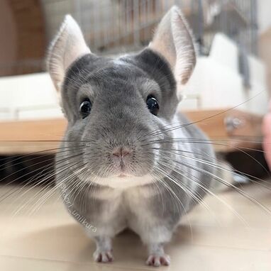 絶対に触らせるもんか！”パパの求愛を全力で拒否するチンチラが話題