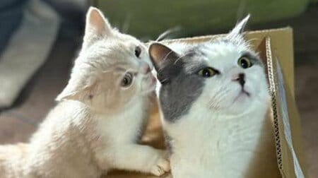 “兄猫”の尻尾に夢中な子猫が「ずっと見てられる」と反響！体が大きな先住猫が“新入り弟”の突進にお怒りも…「あまり効果がないようです」【激かわアニマル奇跡の瞬間】