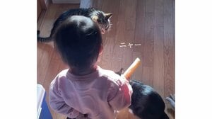 猫のケンカの仲裁に入る1歳女の子のキュートな作戦に反響！“装備”身につけ優しくなだめる様子に「なんて尊いの」【激かわアニマル＆キッズ奇跡の瞬間】