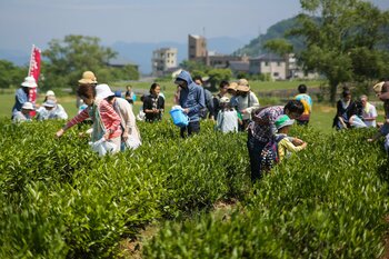 北限の茶畑へ。新潟県村上市で「新茶のお茶摘み体験」を開催します