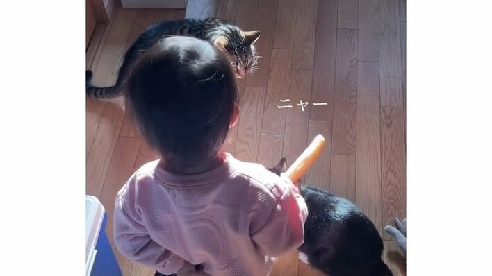 猫のケンカの仲裁に入る1歳女の子のキュートな作戦に反響！“装備”身につけ優しくなだめる様子に「なんて尊いの」【激かわアニマル＆キッズ奇跡の瞬間】