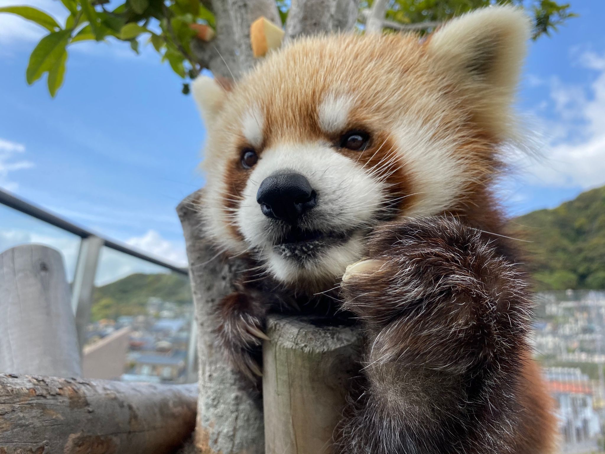 レッサーパンダ 可愛 すぎる