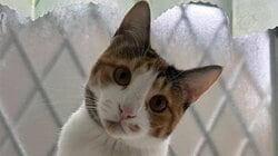 「天才にゃん！」猫がキャッチボールに成功した姿が「お見事」と話題！飼い主のレクチャーを真剣に学ぶ様子にも注目【激かわアニマル奇跡の瞬間】