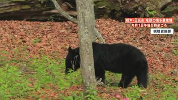 【出没】人気観光地・日光でクマの目撃相次ぐ…専門家｢繁殖の季節でクマ社会全体が不安定｣