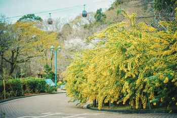 早春の人気のロケーション「ミモザのある風景」が例年より早く見ごろに。神戸布引ハーブ園に少しずつ春が訪れています。ふわふわで可愛い「ミモザ」と「神戸の街並み」を一緒に楽しめるフォトスポットは人気です。