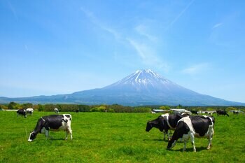 【あさぎり牛乳】日本の空の玄関口・羽田空港に初出店！91日間の長期催事が決定