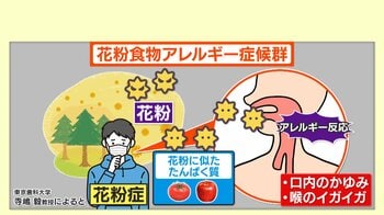 【解説】野菜や果物食べると症状｢花粉食物アレルギー症候群｣が大幅増 スギ飛散がピークで発症か 「大好きなトマトが食べられない…」