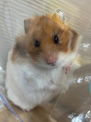 正義のヒーロー参上か！？ハムスターの脇腹高速カキカキが話題！躍動感