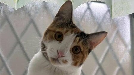 「天才にゃん！」猫がキャッチボールに成功した姿が「お見事」と話題！飼い主のレクチャーを真剣に学ぶ様子にも注目【激かわアニマル奇跡の瞬間】
