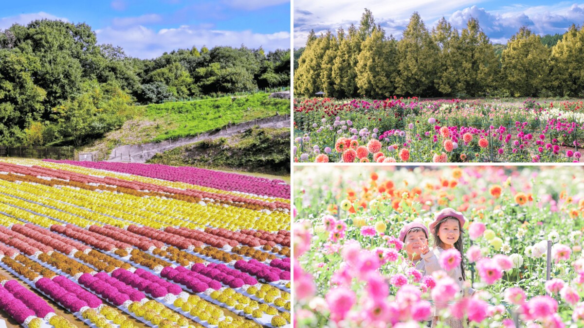 広島／世羅】豪華絢爛なダリアと極彩色のガーデンマム 《世羅高原農場
