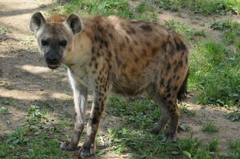 「野生はどこへ…」サバンナの掃除屋のハイエナが見せたおへそ丸出しの無防備な寝姿【激かわアニマル奇跡の瞬間】