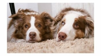 “お尻アタック”で遊びに誘う大型犬に反響！眠そうな“弟”に猛アピールを繰り広げる“姉”の様子に「もう全てがかわいすぎ」【激かわアニマル奇跡の瞬間】