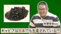 40年以上前から日本でキャビアを生産している県はどこ？『ネプリーグ』で放送の＜豆知識＞