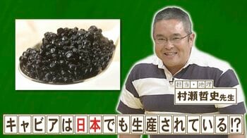 40年以上前から日本でキャビアを生産している県はどこ？『ネプリーグ』で放送の＜豆知識＞
