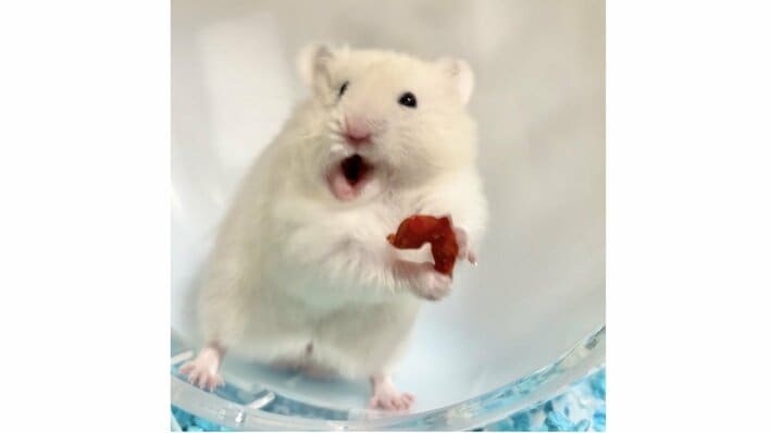 【写真15枚】SNSで話題！“なさけないハムスターの写真選手権”クスッと笑う姿を見る