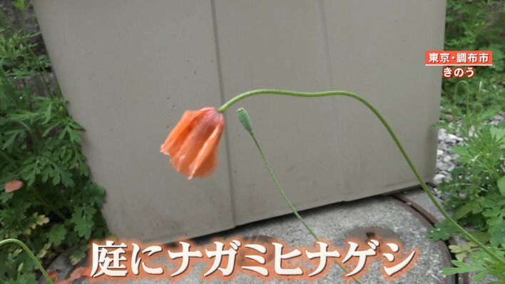 危険】｢ナガミヒナゲシ｣ “触れるとかぶれる”有毒外来植物が繁殖