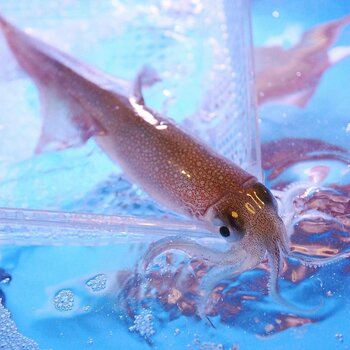 3月限定企画。一日限定20杯！売り切れ御免！！”泳ぎイカのお造り”を堪能できる京都西院にある個室居酒屋「羽根屋」。他では味わえない、透明のイカの刺身！！3月の歓送迎会に泳ぎイカはイカが？(笑)