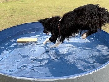 愛犬のみと安心して水あそびできる、わんちゃん専用プライベート・ミニプール(1.6m) サービス4/28開始