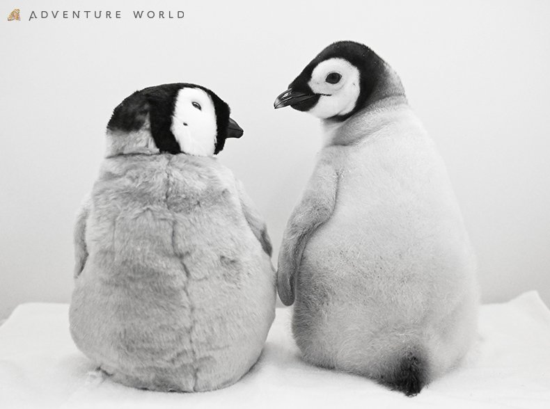 9月30日生まれのエンペラーペンギンの赤ちゃん 公式SNS総