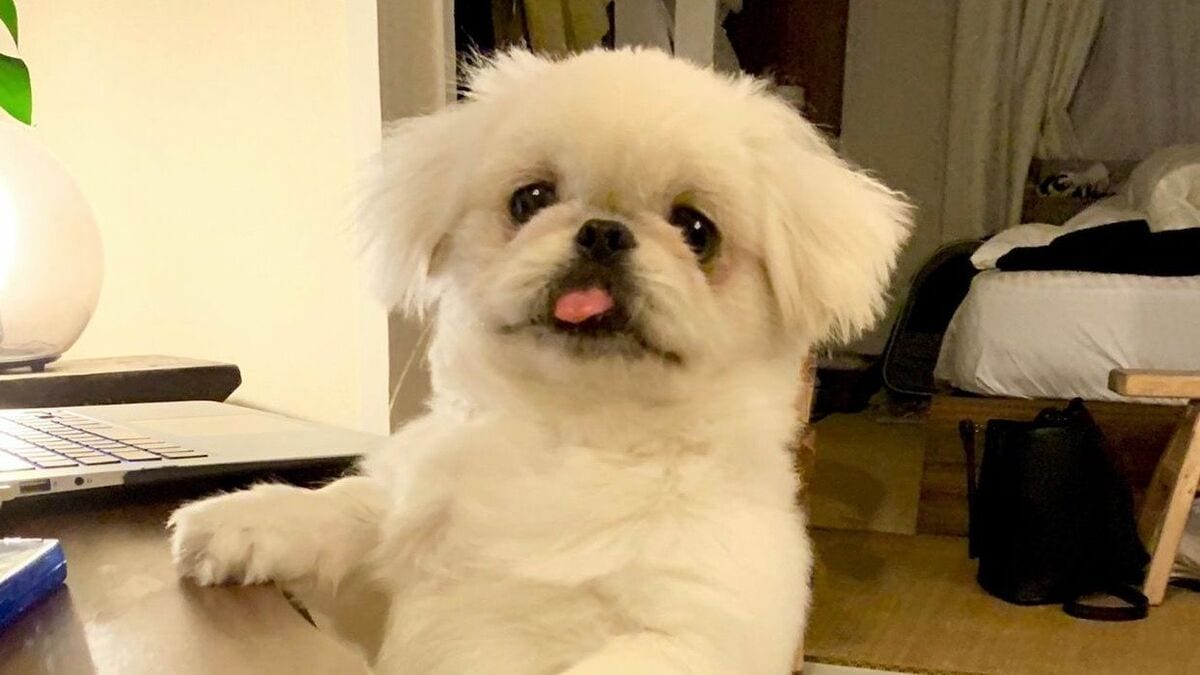 来賓としては神対応…？でか美ちゃん＆サツマカワRPG夫妻の“リング