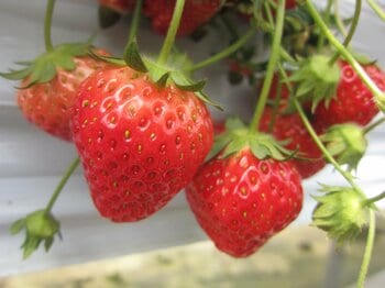 【JAF山形】JAFデー in めざみの里観光いちご園「いちご狩り体験」を開催します