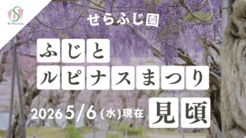 【広島／世羅】ふじが見ごろを迎えています　ふじとルピナスまつり《せらふじ園》