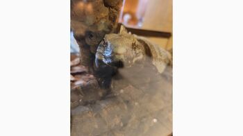 トゲオは見ていた！？『純愛ディソナンス』撮影現場の”Wゆうと”ほっこり姿