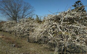 早春の稲沢市で約100種200本の梅が咲き誇る「第20回いなざわ梅まつり」