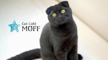 那覇・国際通りに待望のオープン！『Cat Cafe MOFF 沖縄国際通り店』4月23日（木）誕生！！