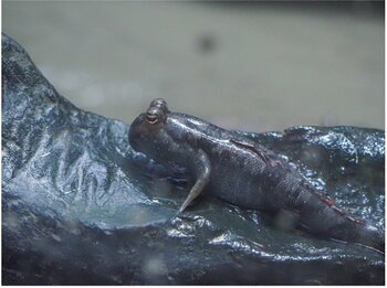 【上越市立水族博物館 うみがたり】１０月６日は中秋の名月『お月見水槽』【２０２５年９月２５日（木）～１０月１３日（月・祝）】