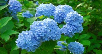 六甲高山植物園 鮮やかな六甲ブルー 牧野富太郎が命名したヒメアジサイが見頃