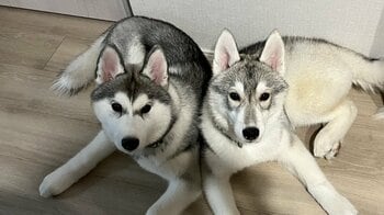 思わず飼い主も大笑い！仲良しすぎるが故？！“金メダル級”な奇跡のシンクロを披露した仲良しハスキーの姿に癒される人続出【激かわアニマル奇跡の瞬間】