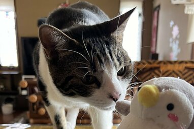 ゆき☆ワンちゃんネコちゃんシリーズ タカラトミー リカちゃん LW-16 ねこちゃんだいすき (着せ替え