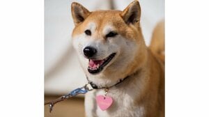 柴犬がフィギュア選手並みに“高速回転”する姿が話題！“イケワン”に見せる完成度高いキレッキレのターンに「金メダル以上」【激かわアニマル奇跡の瞬間】