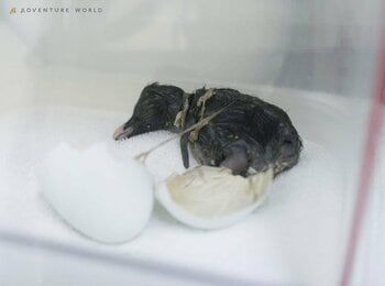 【世界初への挑戦】絶滅危惧種キタイワトビペンギン 人工授精の可能性がある注目の卵から無事に誕生！