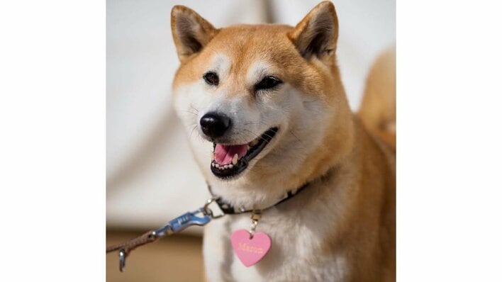 柴犬がフィギュア選手並みに“高速回転”する姿が話題！“イケワン”に見せる完成度高いキレッキレのターンに「金メダル以上」【激かわアニマル奇跡の瞬間】