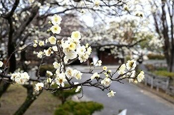 ほころぶ梅に春の訪れ　高槻市内で開花進む
