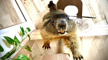 【日本初！】SNSで大注目のマーモットカフェが東京・中野にオープン！全8匹のドアップショット見比べ！あなたの推しマーモットは？