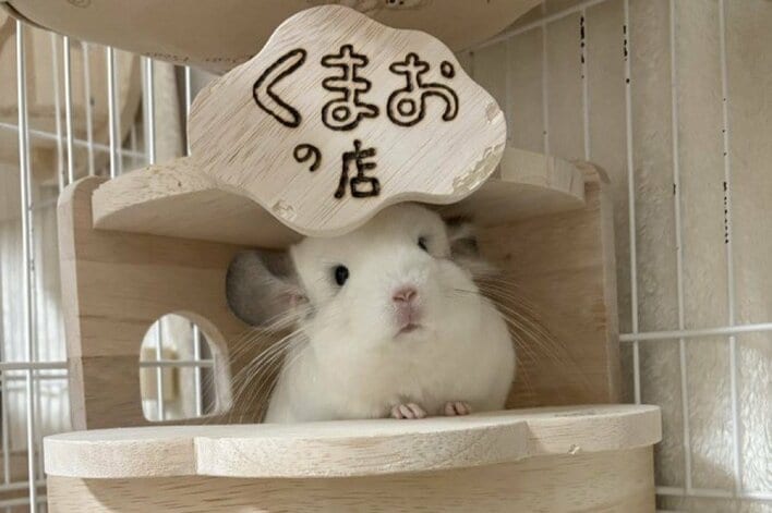 見てたか、弟よ」見事な走りっぷりでドヤ顔をするチンチラが話題！生後