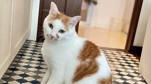 “前世は凄腕の料理人”！？にゃんこが見せた驚きの“器用な姿”に「中に人が入ってそう」「手慣れしてますね、常習犯かな？」と話題に【激かわアニマル奇跡の瞬間 年末スペシャル にゃんこ一気見せ！】