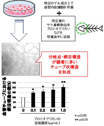 神戸学院大学×一丸ファルコス株式会社 血管新生を促進するプロテオグリカン材料が、日本で特許権を取得しました