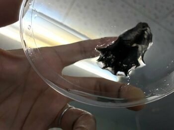 【和歌山高専】世界初！コウモリダコの巨大ゲノムの解読に成功　～深海生物のゲノム多様性について新たな知見～