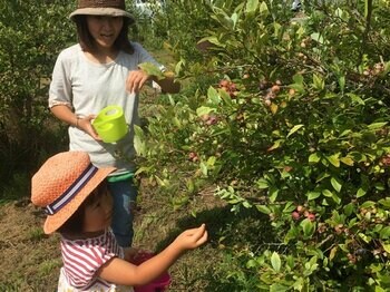 蒜山高原で楽しむ夏の味覚　休暇村蒜山高原ではブルーベリー収穫体験付きプランを7月4日より販売　～ご夕食では蒜山ジャージー牛のステーキとチーズフォンデュが食べ放題！～