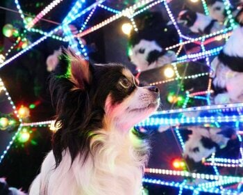 「じっとできない子大歓迎！」犬も飼い主も“無理をしない”撮影体験へ。完全貸切セルフフォトスタジオ「PILI Dog Studio」